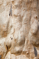 tree texture