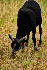 Small goat eat grass in Lüneburger Heide