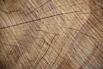 Fototapeta premium age rings