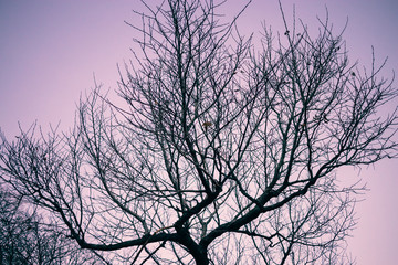 Silhouette of branching