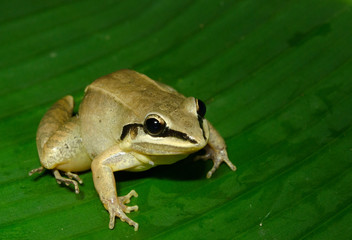 The white-spotted tree frog, Hypsiboas albopunctatus, is a species of frog in the family Hylidae found in Argentina, Bolivia, Brazil, Paraguay, and Uruguay. 