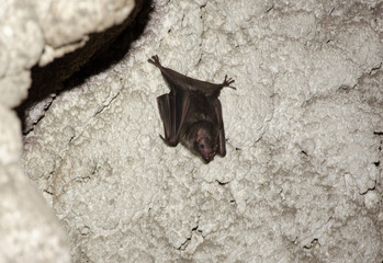 young bat of the species Phyllostomus sp. in limestone cave
