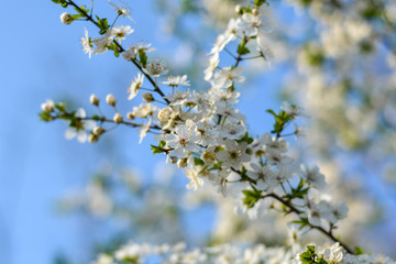 White blossoms on a tree on a sunny day