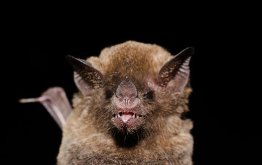 Portrait of Pallas's Long-tongued Bat (Glossophaga soricina).