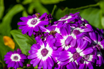 Fototapeta premium daisy