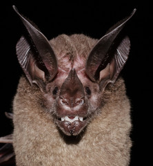 Portrait of White-throated Round-eared Bat (Lophostoma silvicolum) 