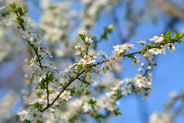 White blossoms on a tree on a sunny day