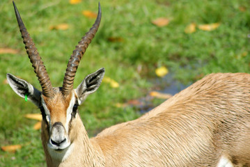 Grant's Gazelle