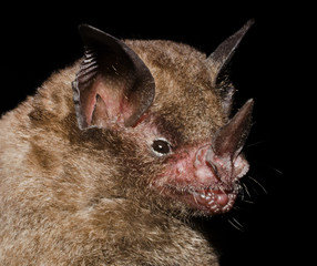 Seba's short-tailed bat (Carollia perspicillata) is a common and widespread bat species in the family Phyllostomidae.They are found in Central America, South America, and in the Antilles islands.