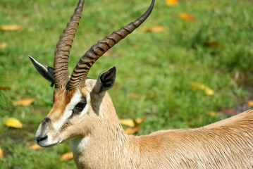 Grant's Gazelle