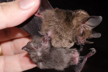 Young bat sucking on his mother. Seba's short-tailed bat (Carollia perspicillata) 
