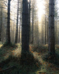 Fototapeta premium Sunlight shines through the pine forest on a misty morning