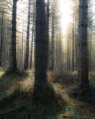 Sunlight shines through the pine forest on a misty morning
