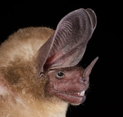 The pygmy round-eared bat (Lophostoma brasiliense) is a bat species from South and Central America.Its ears are large with rounded tips. Its upper lip has several small warts. 