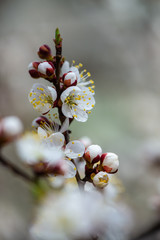 Nice white apricot spring flowers branch macro photography nature awakening