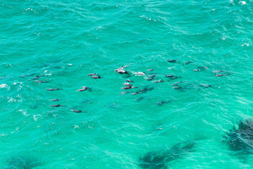 Naklejka premium A pod of dolphin swimming in the crystal clear water, Byron Bay Australia