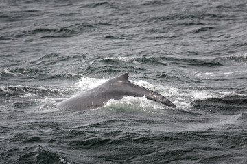 Humpback whale swimming near the coast, Sydney Australia