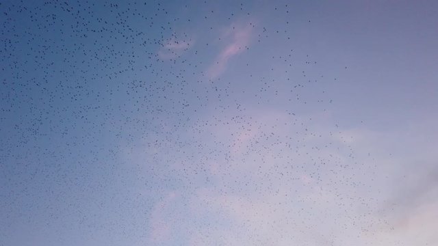 Flock of starlings on the Poitiers university campus during a sunset - Beautiful and impressive flight of a large group of birds over a city - cloud of birds making waves