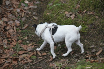 Abandoned military trenches and small white dog