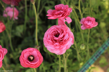 pink rose in the garden