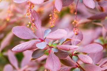 Obraz premium Bush of barberry in the spring with dark red leaves and small flowers. Branches of bushes with young red-orange leaves