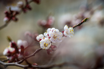 Nice white apricot spring flowers branch macro photography nature awakening