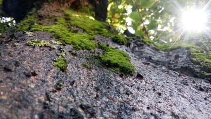 Mysteries of the miniworlds