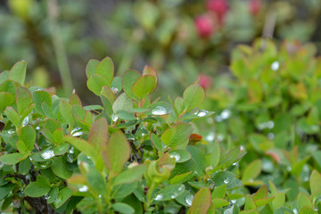 Close up of water droplets on a plant