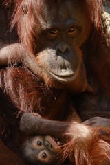 オランウータン