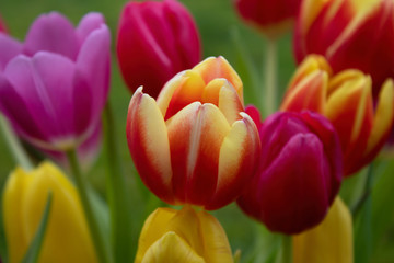 Springtime background, closeup of colorful tulip flowerbed, lush blooming flower garden, purple, red, yellow, selective focus