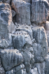 Blue-footed booby (Sula nebouxii), PIQUERO DE PATAS AZULES,  Coral Island, Rincon de Guayabitos, Compostela municipality, Riviera Nayarit, Nayarit State, Mexico, Central America, America