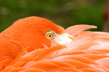 Flamingo Eye