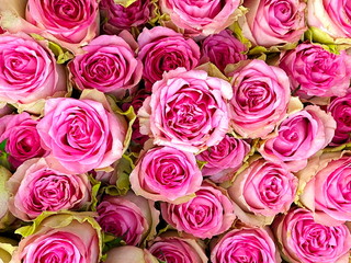 fred roses  with green leaf background,beautiful floral template 
