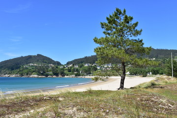 Fototapeta na wymiar Beach in a bay with pine trees, turquoise water and blue sky. Viveiro, Lugo, Galicia, Spain.