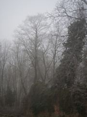Fototapeta na wymiar Stone wall and forest on a foggy day