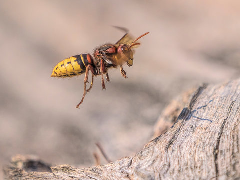 Fliegende Holzwespe an einem Baum