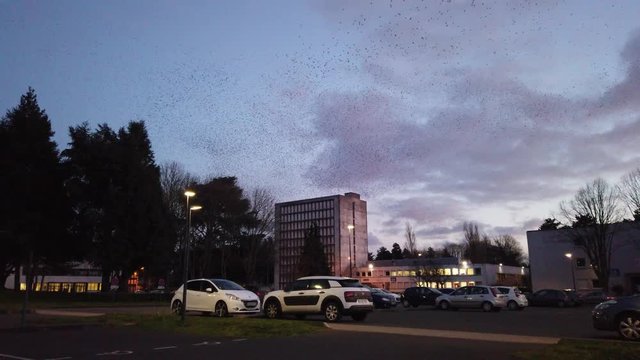 Flock of starlings on the Poitiers university campus during a sunset - Beautiful and impressive flight of a large group of birds over a city - cloud of birds making waves