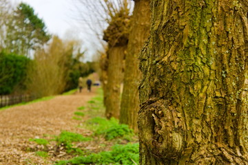 couple with two dogs walking a path in the park out of focus with focus on the tree