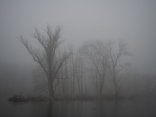 Pond in winter in a foggy forest