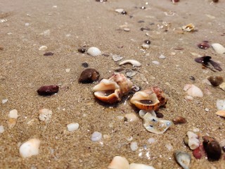Fototapeta na wymiar She shells on the shore