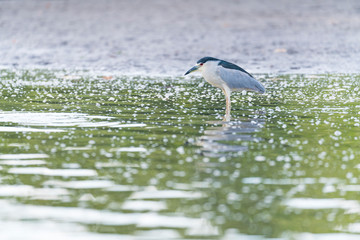 Black-crowned night heron (Nycticorax nycticorax), La Tovara National Park, Ramsar Site, San Blas Town, Matanchen Bay, Pacific Ocean, Riviera Nayarit, Nayarit state, Mexico, Central America, America