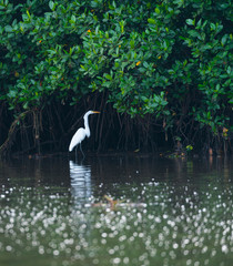 GREAT EGRET (Ardea alba), La Tovara National Park, Ramsar Site, Wetland, San Blas Town, Matanchen Bay, Pacific Ocean, Riviera Nayarit, Nayarit state, Mexico, Central America, America