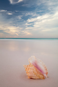 Conch Pink Shell On Pink Sand Beach In Bahamas.