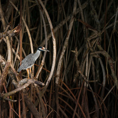 Yellow-crowned night heron (Nyctanassa violacea), GARZA NOCTURNA CORONA CLARA, Tovara National Park, San Blas Town, Matanchen Bay, Riviera Nayarit, Nayarit state, Mexico, Central America, America
