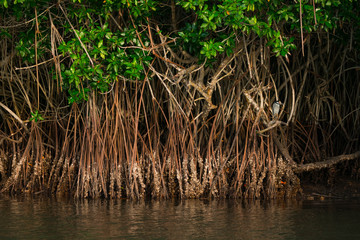 Yellow-crowned night heron (Nyctanassa violacea), GARZA NOCTURNA CORONA CLARA, Tovara National Park, San Blas Town, Matanchen Bay, Riviera Nayarit, Nayarit state, Mexico, Central America, America