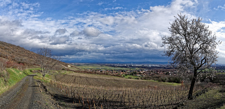 Vignes de Chateaugay, Puy de D&ocirc;me, Auvergne, France