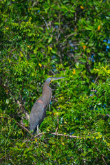 Bare-throated tiger heron (Tigrisoma mexicanum), GARZA TIGRE, San Cristobal river, Bird sanctuary, San Blas Town, Matanchen Bay, Riviera Nayarit, Nayarit state, Mexico, Central America, America