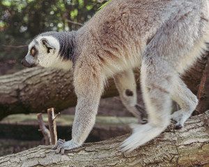 sneaking lemur