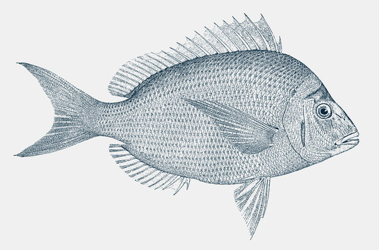 Scup porgy stenotomus chrysops, food fish from the Atlantic Ocean in side view