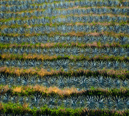 Blue agave, tequila agave, Agave tequilana, Tepic, Riviera Nayarit, Nayarit state, Mexico, Central America, America